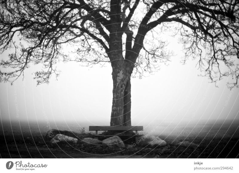 Was uns bleibt, sind die Erinnerungen Umwelt Natur Herbst Winter schlechtes Wetter Nebel Baum Eiche Feld Waldrand Feldrand Bank alt kalt Gefühle Stimmung