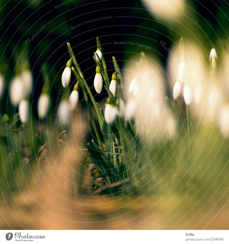 Frau Holle hört nicht auf Frühling Winter Pflanze Blume Schneeglöckchen Blühend Duft natürlich wild Frühlingsgefühle Vorfreude Farbfoto Außenaufnahme