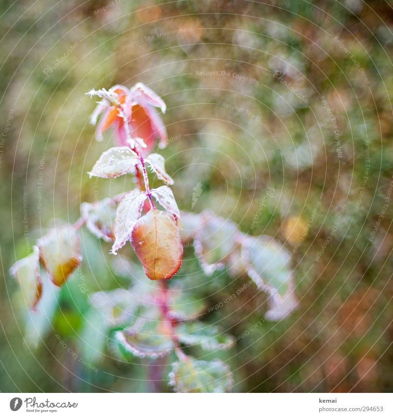 Reifezeit Umwelt Natur Pflanze Herbst Winter Eis Frost Rose Blatt Grünpflanze Garten Wachstum kalt grün rot gefroren Raureif Farbfoto Gedeckte Farben