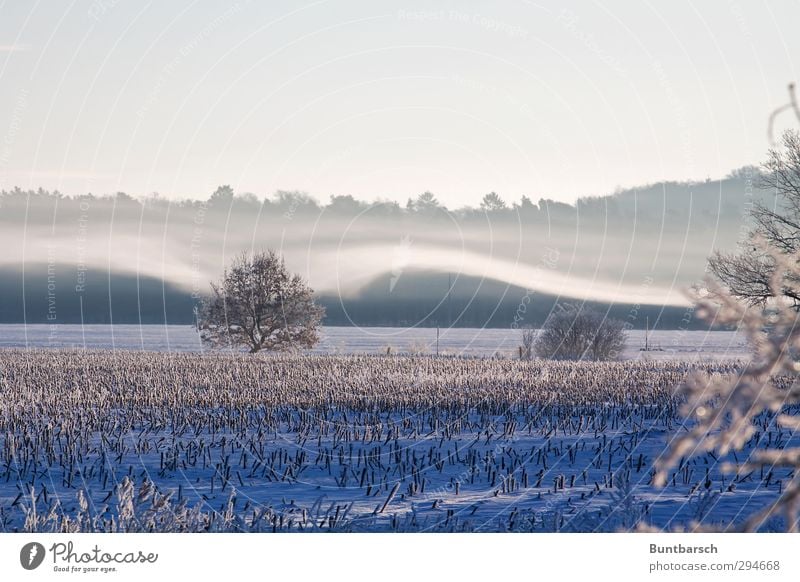 Winterhauch Umwelt Natur Landschaft Urelemente Erde Himmel Sonnenaufgang Sonnenuntergang Sonnenlicht Wetter Schönes Wetter Nebel Eis Frost Schnee Baum