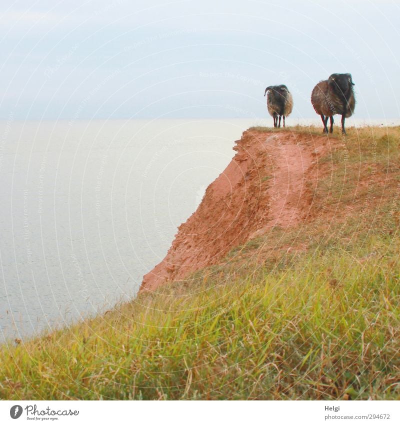 komm...wir geh´n heim! Ferien & Urlaub & Reisen Freiheit Sommer Umwelt Natur Landschaft Himmel Gras Wiese Felsen Küste Insel Helgoland Klippe Tier Nutztier