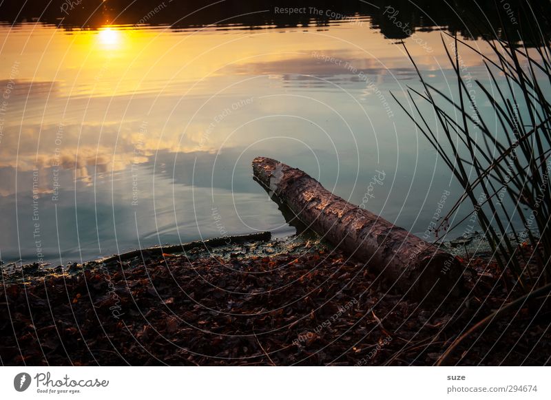 Lichtblick | am Abend harmonisch ruhig Meditation Sommer Sonne Umwelt Natur Landschaft Urelemente Wasser Horizont Schönes Wetter Gras Wiese Seeufer authentisch