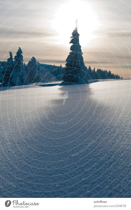 Lichtblick | Oh Tannenbaum Umwelt Natur Landschaft Pflanze Sonne Sonnenlicht Winter Schönes Wetter Eis Frost Schnee Baum Hügel Berge u. Gebirge Gipfel