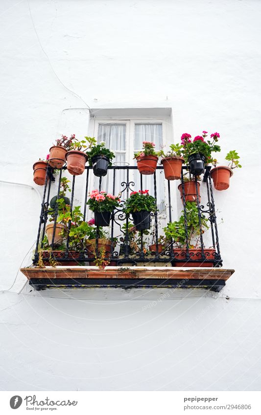 Topblumen Ferien & Urlaub & Reisen Häusliches Leben Wohnung Pflanze Blume Blatt Blüte Grünpflanze Topfpflanze Kleinstadt Haus Mauer Wand Fassade Balkon Terrasse