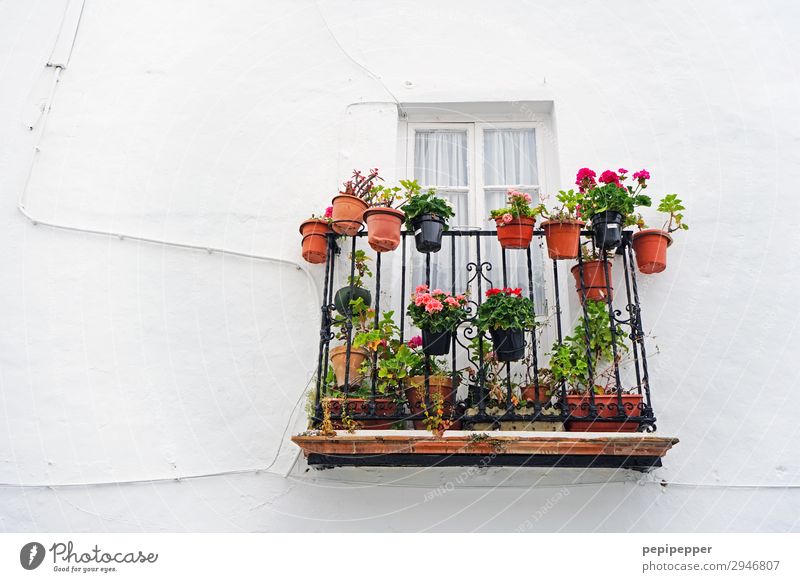 Hauswandbiotop Häusliches Leben Wohnung Garten Pflanze Sommer Blume Blatt Blüte Grünpflanze Topfpflanze Bauwerk Gebäude Mauer Wand Balkon Stein Blühend