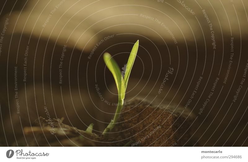 Lichtblick | wird schon noch Umwelt Natur Pflanze Herbst Gras Grünpflanze Wildpflanze Wald Stein Sand dünn authentisch einfach frisch klein natürlich wild weich