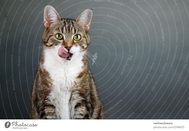 Lecker! Tier Haustier Katze Tiergesicht 1 beobachten genießen Blick Freundlichkeit Fröhlichkeit lecker lustig Neugier niedlich positiv schön Stimmung Freude