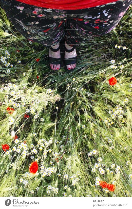 Eins mit der Natur Zehennagel Ausflug Sommer Frau Erwachsene Beine Fuß Frühling Gras Mohn Mohnblüte Feld Mode Hose Stoff Blumenmuster Schuhe Sandale stehen