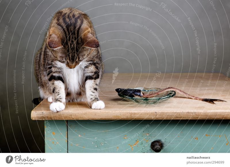 Ups.... Tier Haustier Katze 1 beobachten Denken genießen hängen Blick Traurigkeit frech kuschlig lecker lustig niedlich positiv schön braun grau grün Sympathie