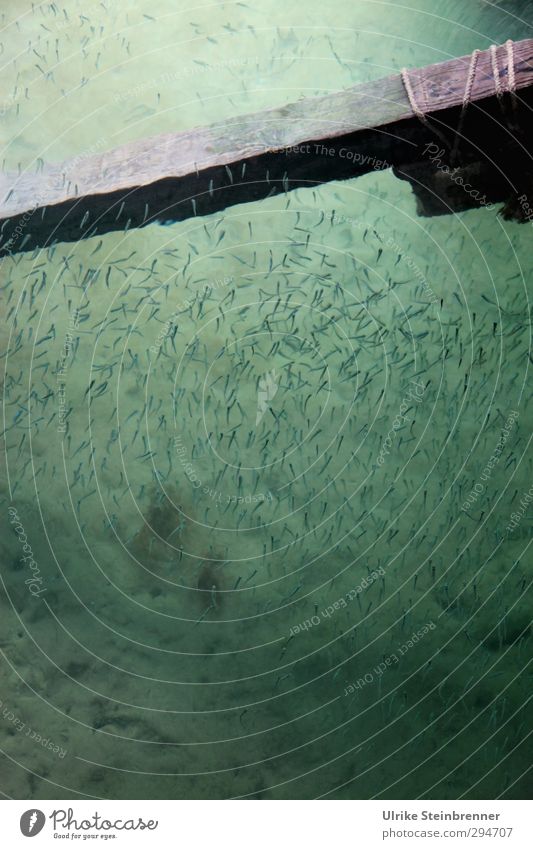 Lichtblick - Attraktor Umwelt Natur Tier Wasser Frühling Bucht Meer Atlantik Fisch Tiergruppe Schwarm Holz Linie Schwimmen & Baden warten Zusammensein Schutz