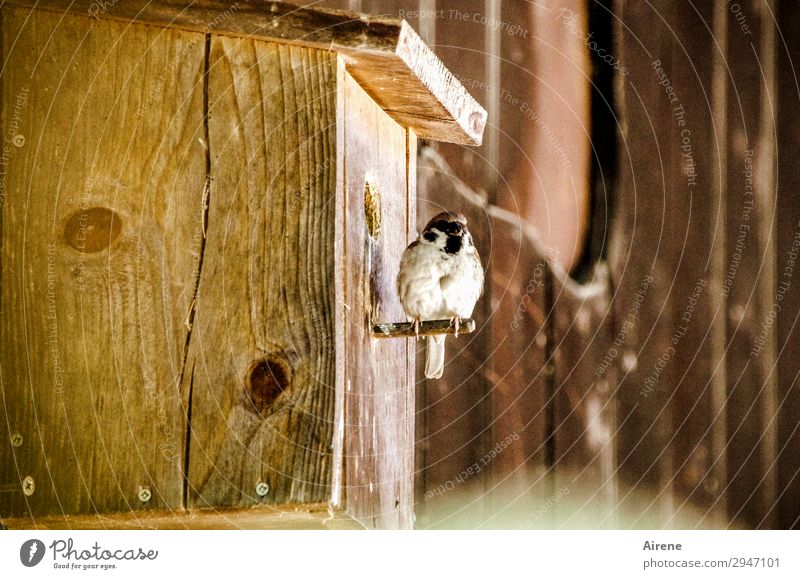 Fertighaus, familienfreundlich Futterhäuschen Nistkasten Holzhaus Tier Vogel Spatz 1 beobachten sitzen Häusliches Leben frech braun Wachsamkeit Natur ländlich