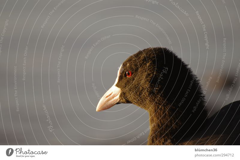 Lichtblick | Den Blick schweifen lassen... Tier See Wildtier Vogel Tiergesicht Blässhuhn Teichhuhn 1 beobachten frei Gesundheit schön natürlich schwarz weiß