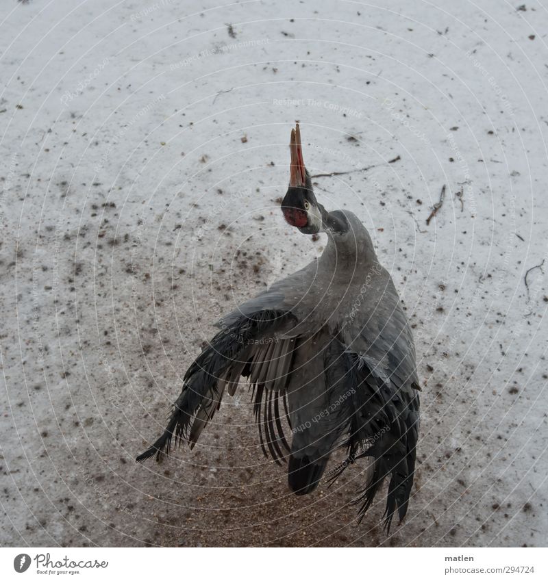 Vogelperspektive Winter Flügel 1 Tier Tanzen braun grau weiß Brunft Kranich Schneefall Farbfoto Gedeckte Farben Außenaufnahme Menschenleer Textfreiraum oben Tag