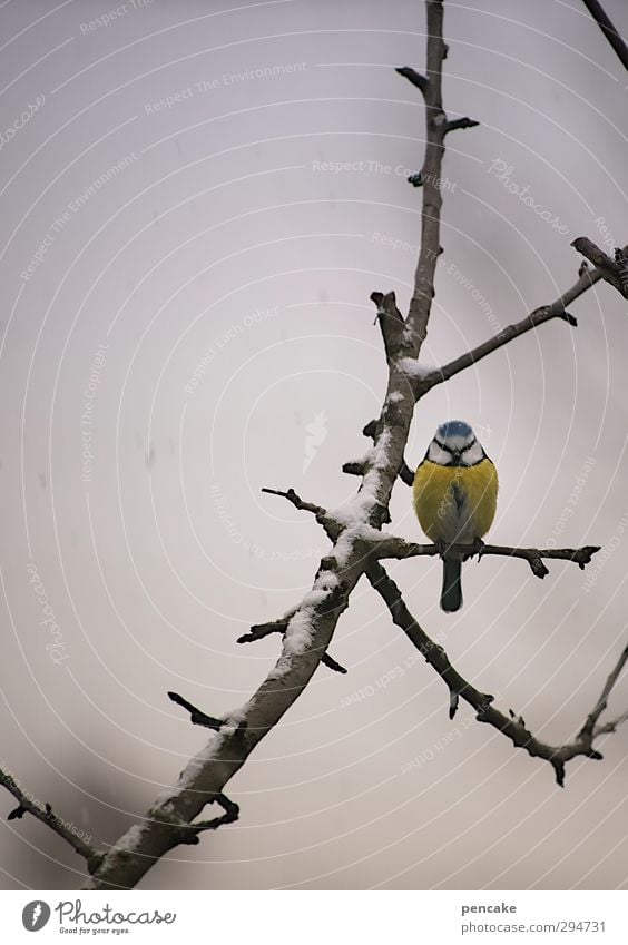 chabibi Natur Frühling Winter Klima Wetter schlechtes Wetter Eis Frost Schnee Schneefall Baum Garten Wildtier Vogel 1 Tier authentisch frei Gesundheit niedlich