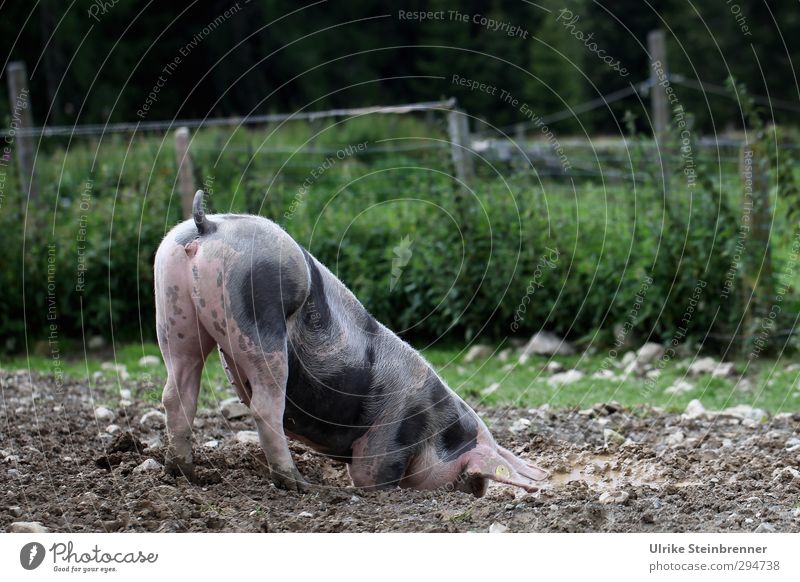 Kehrseite Natur Pflanze Tier Erde Sommer Baum Gras Sträucher Wiese Feld Haustier Nutztier Schwein 1 Fressen genießen dreckig Gesundheit Glück natürlich Freude