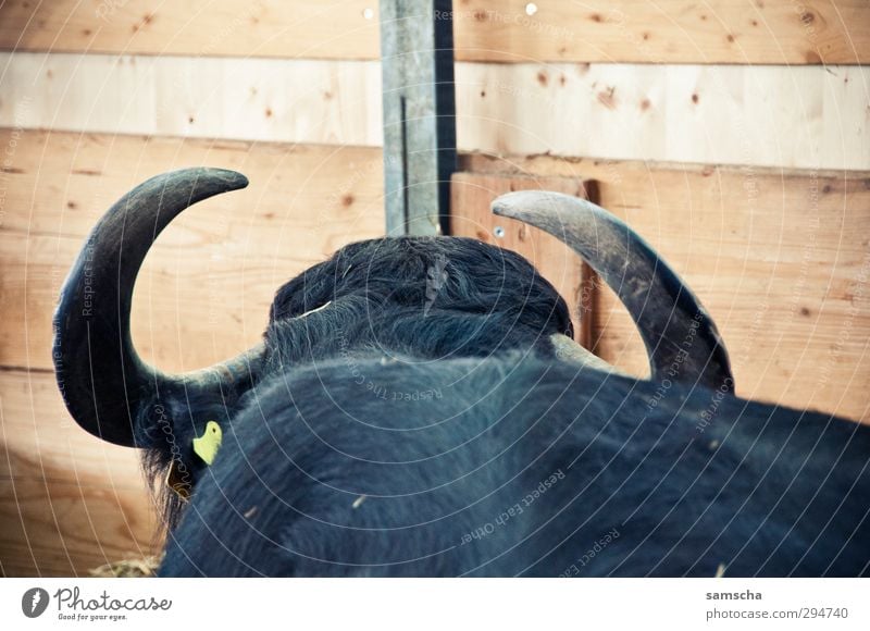 gehörnt Tier Nutztier Kuh Fell 1 bedrohlich schwarz Kuhstall Kuhfell Horn Bulle Holzwand Holzbrett Bretterzaun Stall Bauernhof Landwirtschaft Viehzucht