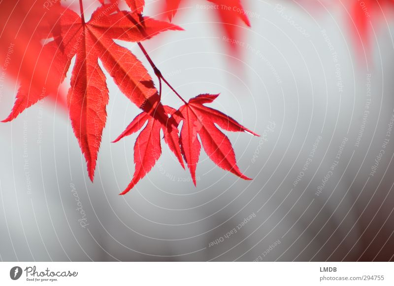 Roter Fächerahorn im Frühling Natur Pflanze Baum Blatt grau rot Ahornblatt Garten Gartenpflanzen Japanischer Ahorn Japanischer Garten filigran geschwungen