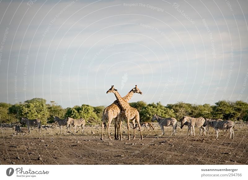 giraffe Ferien & Urlaub & Reisen Tourismus Ausflug Abenteuer Ferne Freiheit Safari Expedition Sommer Umwelt Natur Landschaft Urelemente Sand Wärme Dürre