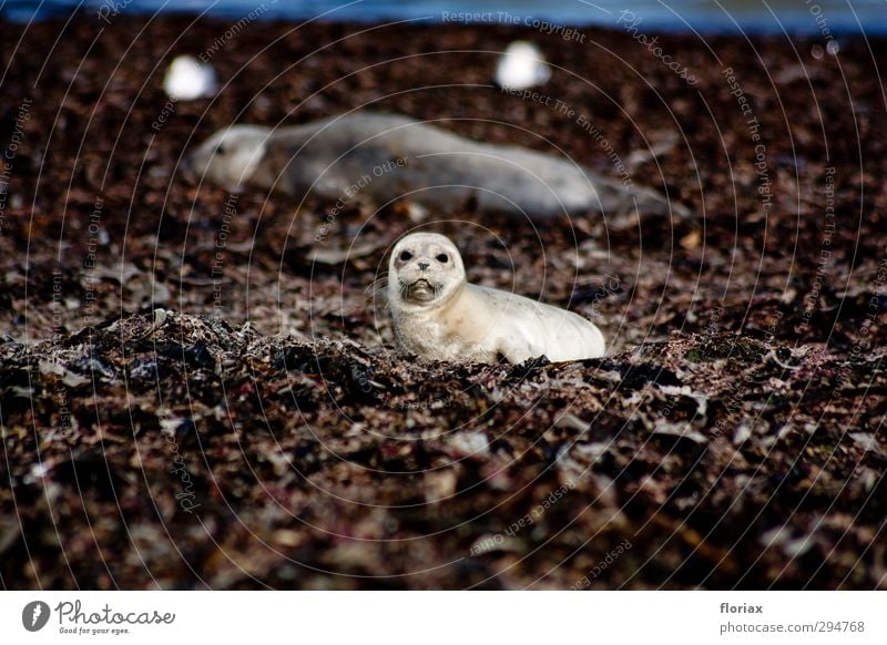 Kleine Robbe Ferien & Urlaub & Reisen Tourismus Meer Insel Wissenschaften Umwelt Natur Tier Klimawandel Küste Strand Nordsee Wildtier Tiergesicht "Robbe