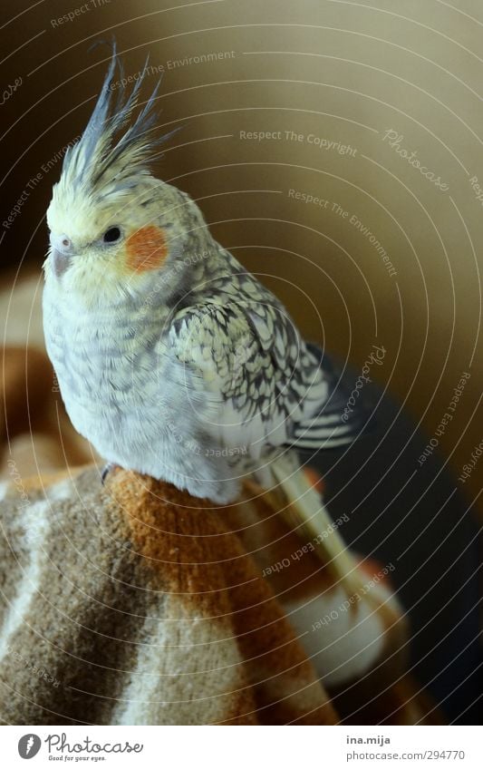 kleiner liebling Tier Haustier Vogel Flügel 1 beobachten Erholung sitzen braun gelb gold grau orange Zufriedenheit Umwelt Nymphensittich Sittich Wellensittich