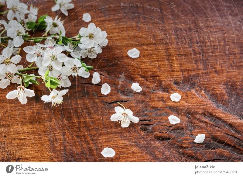 Frühlingsblumen auf Holzuntergrund Apfel schön Sommer Garten Dekoration & Verzierung Gartenarbeit Natur Pflanze Baum Blume Blatt Blüte alt Blühend frisch weich