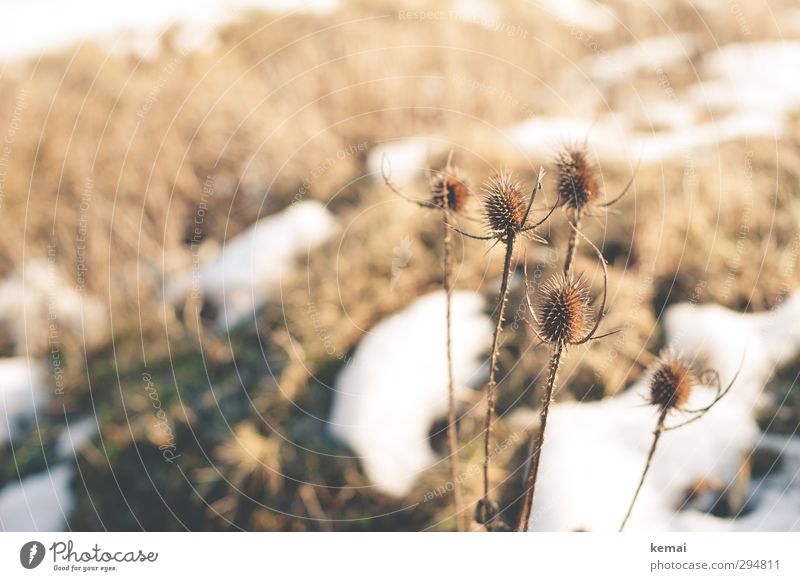 Schneeschmelze Umwelt Natur Landschaft Pflanze Frühling Winter Schönes Wetter Eis Frost Blume Wildpflanze Distel Wiese Feld dehydrieren Wachstum hell sanft