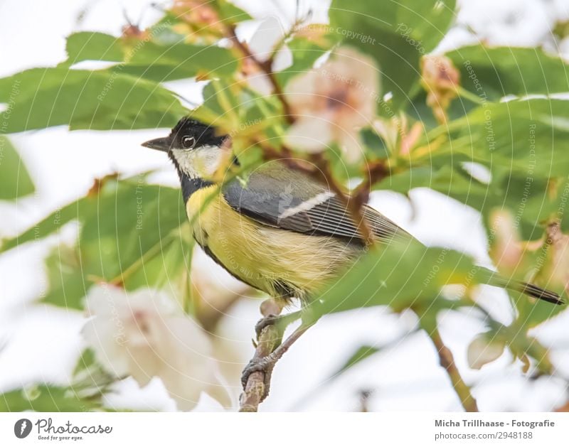 Kohlmeise zwischen Blüten und Blättern Natur Pflanze Tier Sonnenlicht Schönes Wetter Baum Blatt Wildtier Vogel Tiergesicht Flügel Krallen Meisen Schnabel Feder