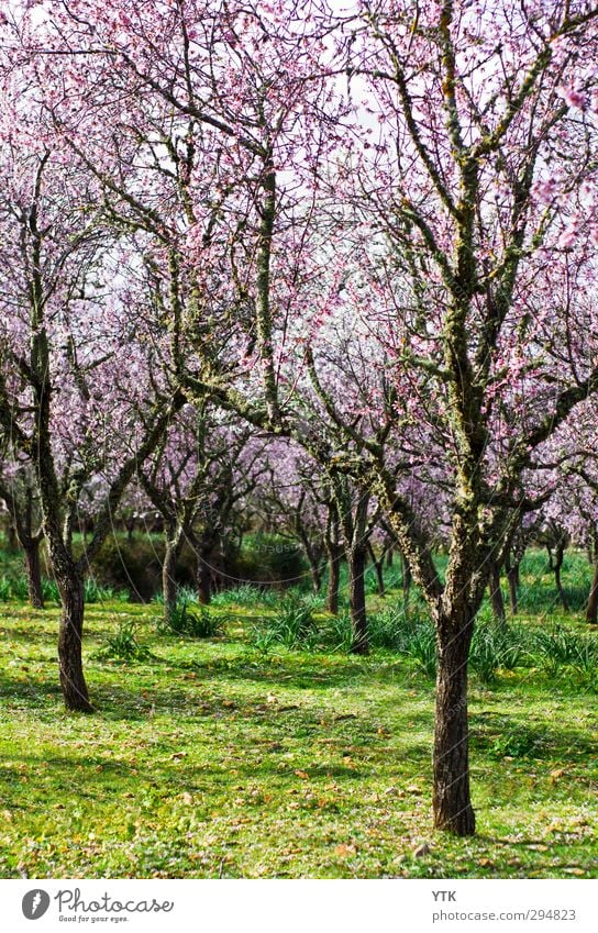 I don't matter, if you're rosa or white Umwelt Natur Landschaft Pflanze Urelemente Erde Himmel Klima Wetter Schönes Wetter Baum Gras Moos Blatt Blüte