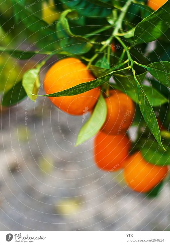 Orange Tree Umwelt Natur Pflanze Erde Sommer Schönes Wetter Baum Blatt Grünpflanze Nutzpflanze exotisch Garten Park Feld hängen Wachstum Orangenbaum Orangenhain