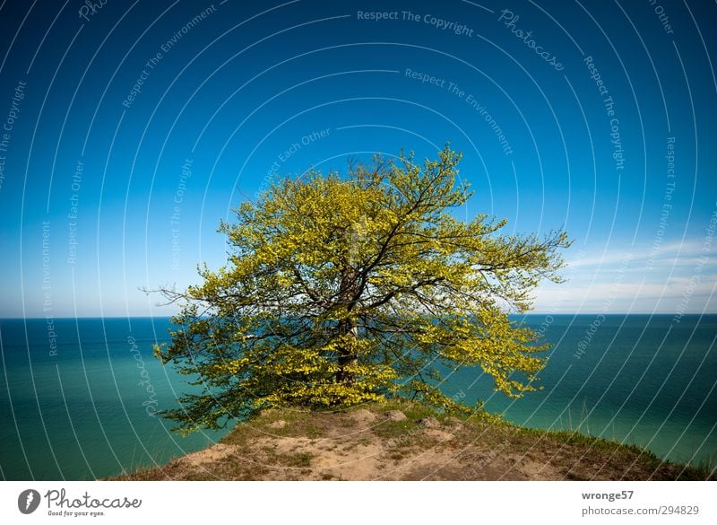 Baum am Kliff II Natur Landschaft Pflanze Himmel Wolkenloser Himmel Horizont Frühling Schönes Wetter Küste Ostsee Insel Rügen Kreidefelsen Deutschland blau grün