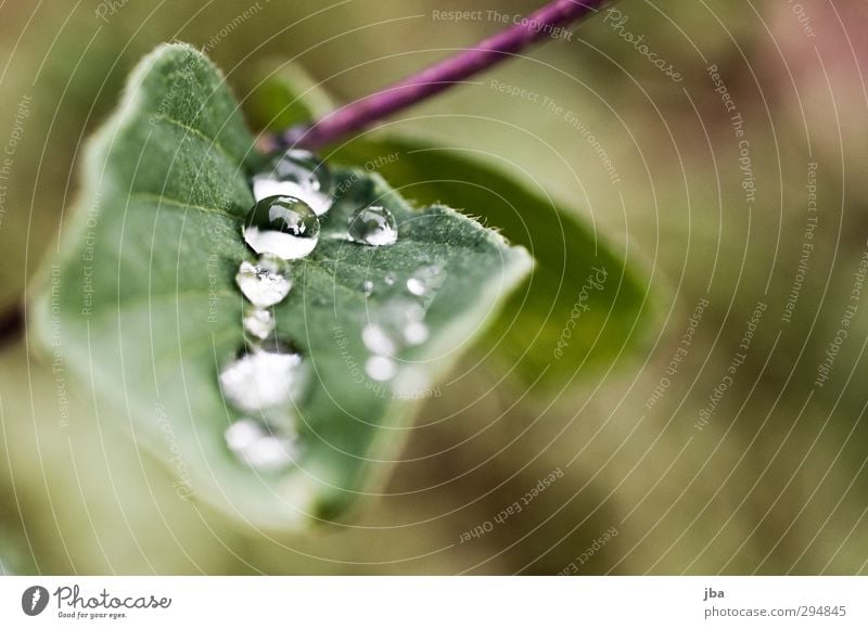 Tautropf II Natur Pflanze Wasser Wassertropfen Sommer schlechtes Wetter Blatt Grünpflanze Wildpflanze Alpen Flüssigkeit frisch Gesundheit gut nah nass grün