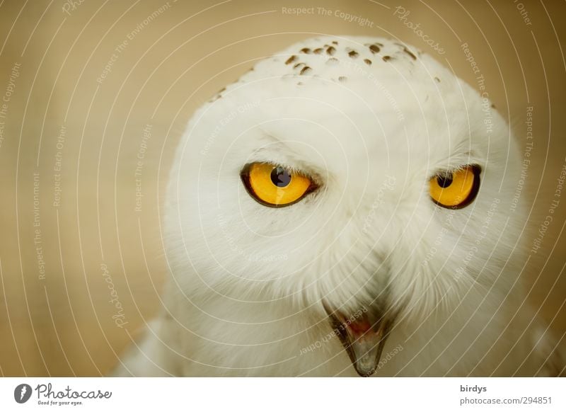 Schneeeule mit leuchtend gelben Augen Eulenvögel Eulenaugen Schnee-Eule Blick beobachten Eulengesicht Wildtier Tiergesicht exotisch weiß schön Farbe Präzision