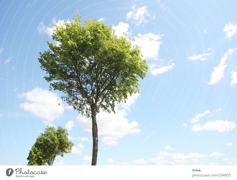 Frühling, mach hinne! Pflanze Luft Himmel Wolken Schönes Wetter Baum Freundlichkeit Fröhlichkeit frisch Gesundheit hell lang Lebensfreude Frühlingsgefühle