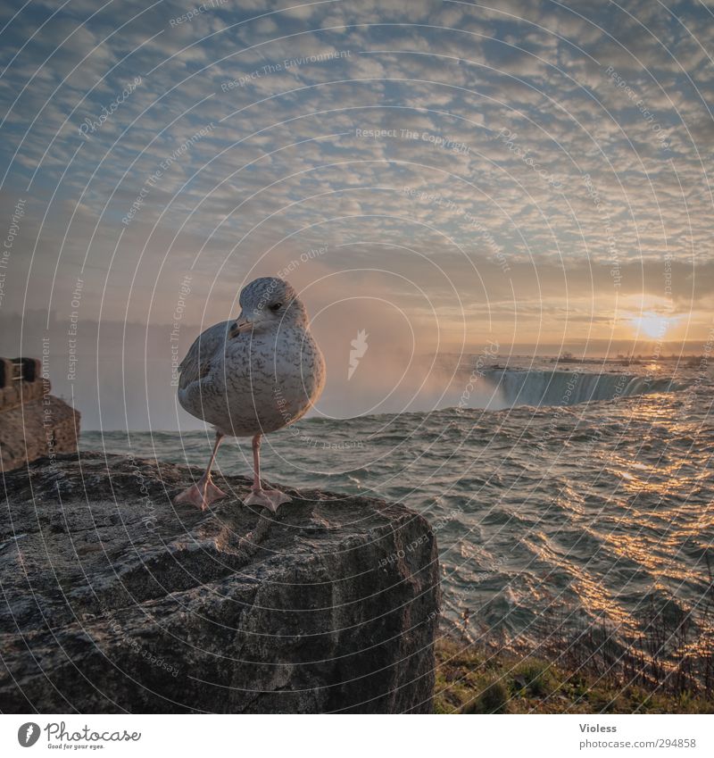 morning has broken Wasser Wassertropfen Himmel nur Himmel Sonne Sonnenaufgang Sonnenuntergang Sonnenlicht Wasserfall Bekanntheit fantastisch Horseshoe Falls