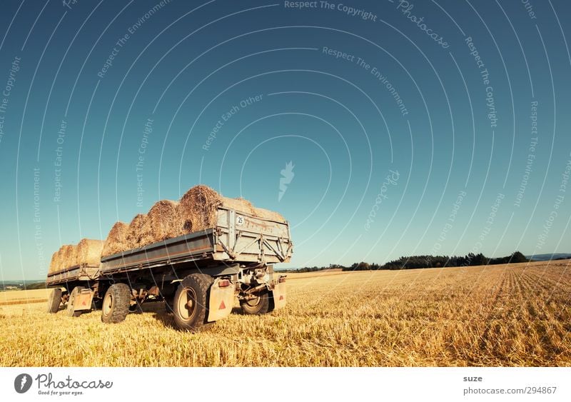 Der Alte und das gelbe Meer Getreide Sommer Landwirtschaft Forstwirtschaft Umwelt Natur Landschaft Himmel Horizont Schönes Wetter Wärme Nutzpflanze Feld