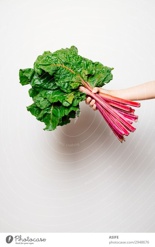 Arm eines Mädchens, das einen Haufen Schweizer Mangold hält. Gemüse Ernährung Vegetarische Ernährung schön Kind Frau Erwachsene Arme Hand Blatt frisch grün rot