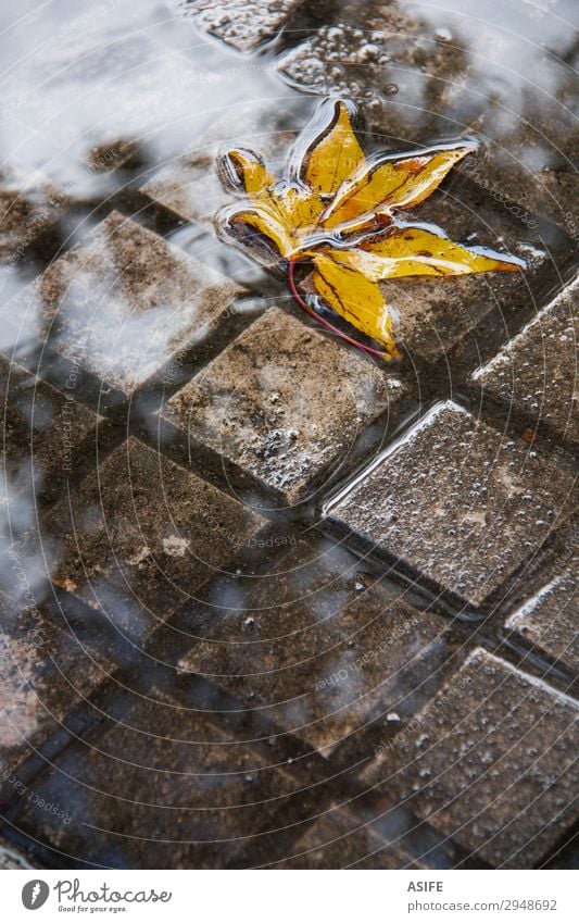 Gelbes Blatt in einer Pfütze Wolken Herbst Regen nass gelb Großstadt fallen fliegend Regenwasser Platten untergetauchtes Bürgersteiggitter gesunken Wasser