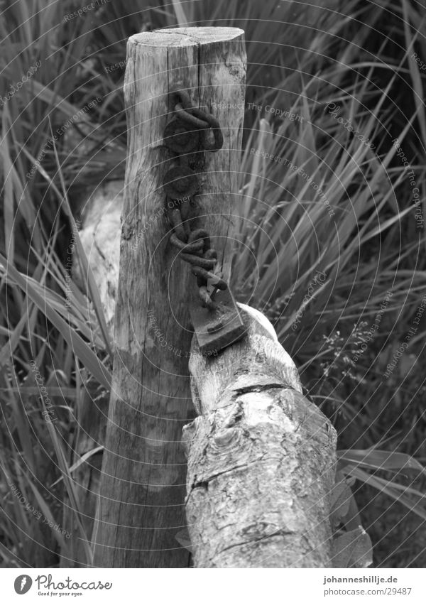 just nature... Holz Zaun Burg oder Schloss Natur Balken Pfosten Schwarzweißfoto