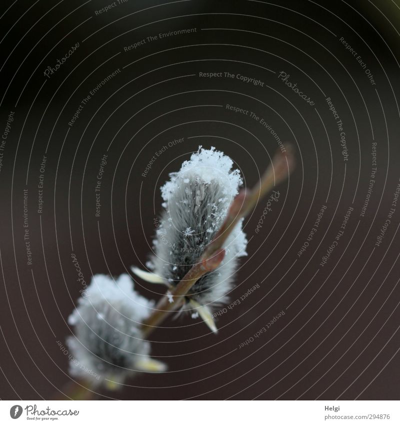 Frühlingsanfang...!?!? Umwelt Natur Pflanze Winter Schnee Sträucher Weide Weidenkätzchen Wachstum ästhetisch außergewöhnlich einfach kalt klein natürlich braun