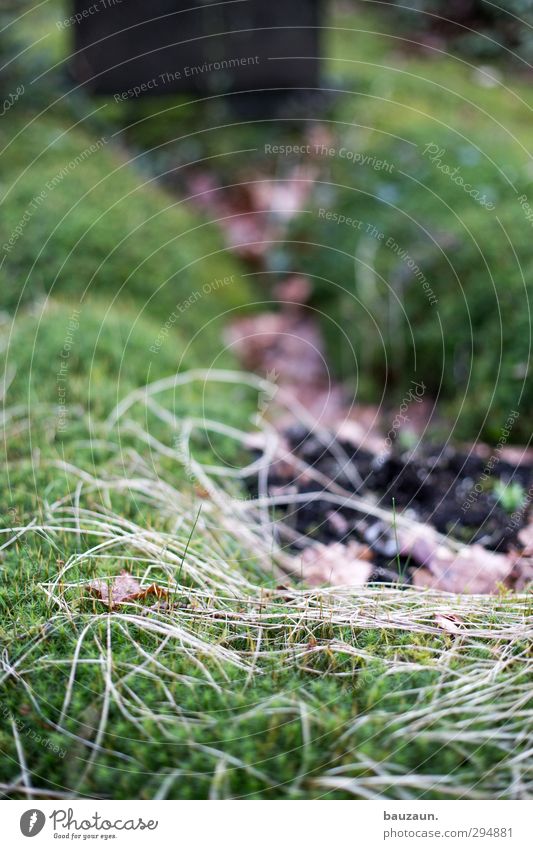 grünzeug. Garten Trauerfeier Beerdigung Gartenarbeit Natur Pflanze Erde Sträucher Moos Park Wege & Pfade Traurigkeit trist braun Mitgefühl ruhig Tod Einsamkeit