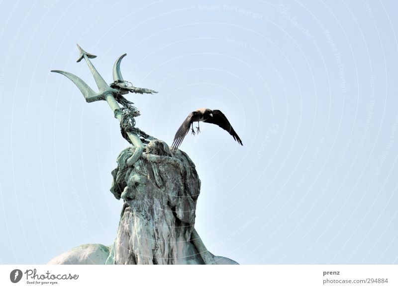 Berlin Stadt Stadtzentrum Architektur Sehenswürdigkeit Vogel 1 Tier blau grau Alexanderplatz Neptunbrunnen Krähe fliegend Skulptur Farbfoto Außenaufnahme