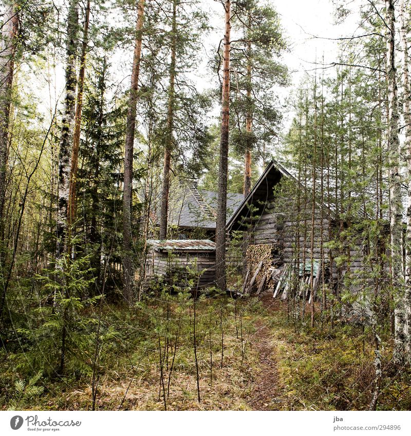 Die Hütte Erholung ruhig Ferien & Urlaub & Reisen Sommer wandern Haus Natur Pflanze Frühling Baum Sträucher Moos Wald Finnland Ferienhaus waldhaus Wege & Pfade