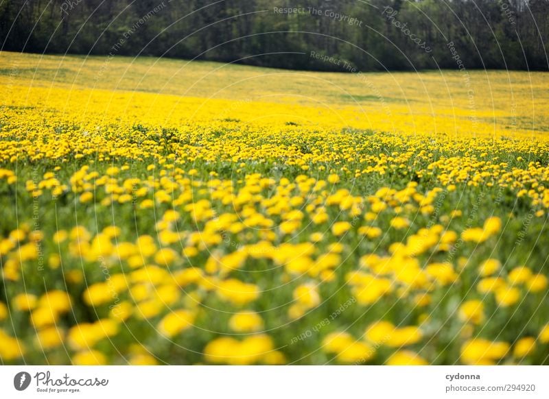 Gelbes Meer Leben harmonisch Zufriedenheit Erholung ruhig Ausflug Ferne Freiheit Umwelt Natur Landschaft Frühling Schönes Wetter Blume Gras Wiese Wald