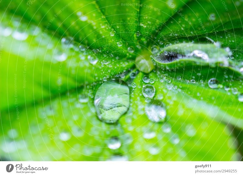 Wasserperlen Ausflug Sommer Umwelt Natur Landschaft Pflanze Tier Wassertropfen Frühling Herbst schlechtes Wetter Blatt Grünpflanze Garten Park Wiese elegant