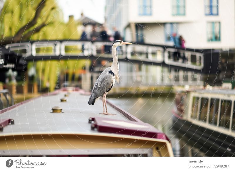 Reiher oder ardea cinerea in Klein-Venedig, Camden Stadt Ferien & Urlaub & Reisen Tourismus Sightseeing Tier Herbst Fluss Brücke Wasserfahrzeug Vogel klein wild