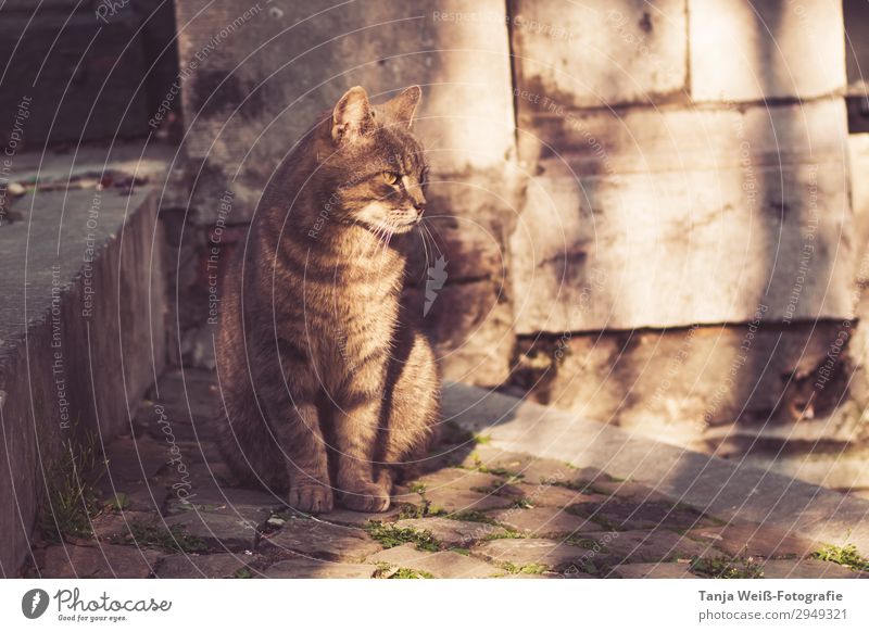 Katze in Altstadt Sonnenlicht Mauer Wand Treppe 1 Tier Erholung sitzen Zufriedenheit Gelassenheit Farbfoto Außenaufnahme Tierporträt Ganzkörperaufnahme