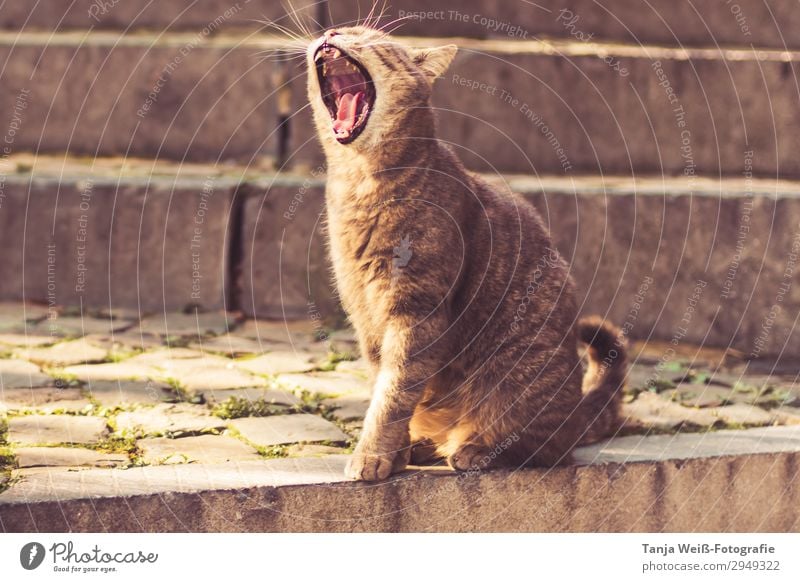 Gähnende katze Treppe Katze 1 Tier genießen Zufriedenheit Gelassenheit Farbfoto Außenaufnahme Tierporträt Ganzkörperaufnahme