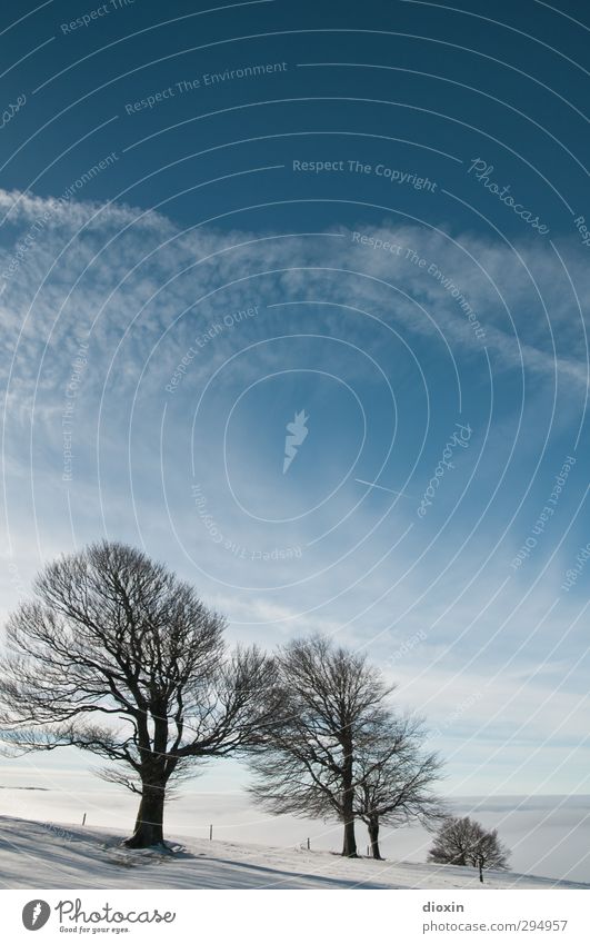 Ein Winter wie er früher einmal war! Ferien & Urlaub & Reisen Ausflug Schnee Winterurlaub Umwelt Natur Landschaft Himmel Wolken Sonnenlicht Klima Wetter