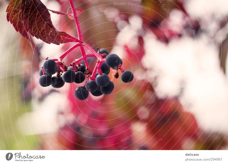 Beeren Natur Frühling Sommer Herbst Pflanze Blatt Garten schön rund blau grün rosa rot weiß Unschärfe Vogelbeeren Schwache Tiefenschärfe Farbfoto Außenaufnahme