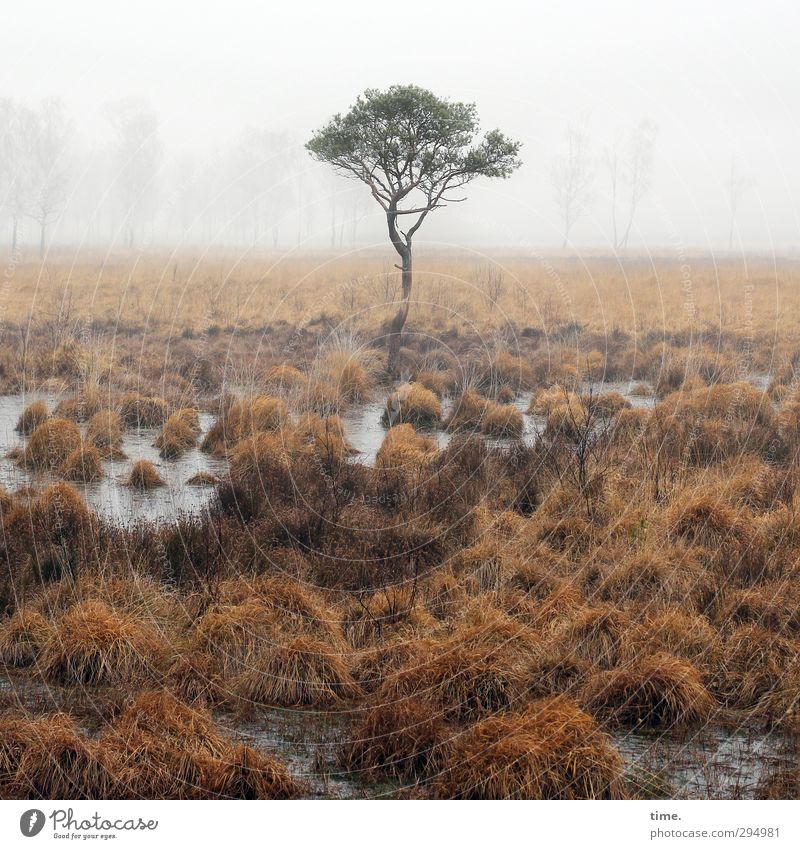 Steppenwolf Umwelt Natur Landschaft Erde Wasser Himmel Nebel Baum Gras Sumpf Moor Zufriedenheit Verschwiegenheit friedlich Weisheit bescheiden Einsamkeit